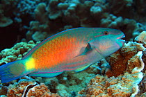 Bullethead parrotfish (Scarus / Chlorurus sordidus) biting into coral heads, Hawaii. They extract the organic matter and expel the remains.