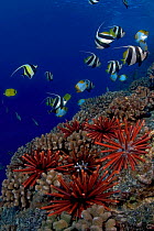 Slate pencil sea urchins (Heterocentrotus mammillatus), Pennantfish (Heniochus diphreutes) and Pyramid butterflyfish (Hemitaurichthys polylepis), Hawaii.