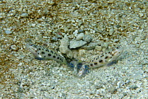 Gold-specked prawn-gobies (Ctenogobiops pomastictus), pair, and Snapping shrimp, at entrance to burrow, Rarotonga, Cook Islands.