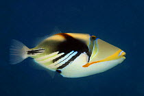 Lagoon triggerfish / Picasso fish (Rhinecanthus aculeatus), Rarotonga, Cook Islands.