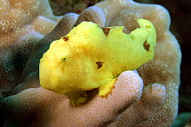 Commerson's / Giant frogfish (Antennarius commerson), juvenile, Hawaii.