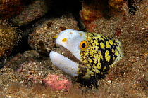 Head of Snowflake moray eel (Echidna nebulosa), Hawaii.