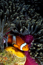 Orange-fin anemonefish (Amphiprion chrysopterus), tending its egg mass underneath an anemone (Stichodactyla mertensii), Fiji.