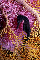 Branching lace coral (Stylaster sp.) and sea fan (Melithaea sp) form a colourful background for this Spotted seahorse (Hippocamopus kuda), Indonesia.