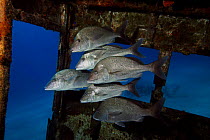 White margate (Haemulon album) in wheel house of a wreck off Stuart Cove's Dive South Ocean, Nassau, Bahamas.