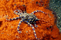 Pacific blue ring octopus (Hapalochlaena maculosa) on orange sponge, South Australia.