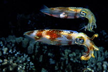 Big fin reef squid (Sepioteuthis lessoniana), pair, at night, Molokini Island marine preserve, Maui, Hawaii.