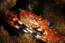 Hawaiian swimming crab (Charybdis hawaiensis), Hawaii.