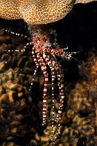 Marbled shrimp (Saron marmoratus), male, Hawaii.