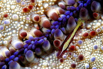 Commensal Starfish shrimp (Periclimenes soror), on Cushion starfish (Culcita novaeguineae), Hawaii.