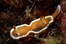 White-margined nudibranch (Glossodoris rufomarginatus), Hawaii.