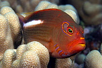 Arc-eye hawkfish (Paracirrhites arcatus) on coral, Hawaii.