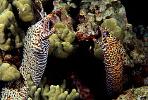 Pair of Dragon moray eels (Enchelycore / Muraena pardalis) Hawaii.