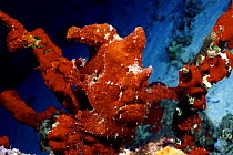 Commerson's / Giant frogfish (Antennarius commerson), imitating a sponge covered stand of black coral, Hawaii.