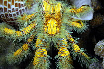 Hermit crab (Aniculus maximus), living in a Partridge tun shell (Tonna perdix), Hawaii.