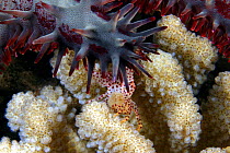 Red spotted guard crab (Trapezia tigrina) female carrying a tail full of eggs and defending its Cauliflower coral (Pocillopora meandrina) home from an attacking Crown-of-thorns starfish (Acanthaster...