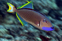 Gilded triggerfish (Xanthichthys auromarginatus), male, Hawaii.