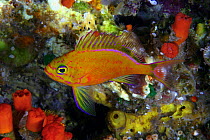 Deepwater anthias (Holanthias fuscipinnis), endemic, against a background of colourful cup corals and sponges, Hawaii.