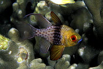 Pajama cardinalfish (Sphaeramia nematoptera), Palau, Micronesia.