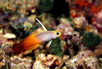 Fire goby / Dartfish (Nemateleotris magnifica), Fiji.