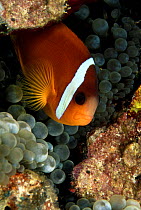 Dusky / Red and black anemonefish (Amphiprion melanopus), amongst Bulb-tentacle sea anemone (Entacmaea quadridcolor), Micronesia.