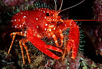 Hawaiian reef lobster (Enoplometopus occidentalis) Hawaii.