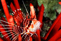 Hawaiian turkeyfish (Pterois sphex), endemic, and slate pencil sea urchin (Heterocentrotus mammillatus), Hawaii.