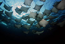 School of Golden cownose rays (Rhinoptera steindachneri), Galapagos Islands.