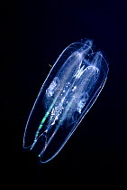 Winged comb jelly (Leucothea multicornis), Hawaii.