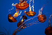 Brown jellyfish (Chrysaora melanaster), California, USA.