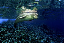 Hawaiian monk seal (Monachus schauinslandi), endemic and endangered, at Molokini Island off Maui, Hawaii.