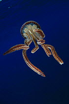 Jellyfish, possibly (Thysanostoma loriferum) Hawaii