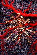 Crinoid / feather star (Liparometra regalis) on red Gorgonian coral, on wreck of the Fujikawa Maru, Truk Lagoon, Micronesia. The white "fuzzy" look to the coral is the coral polyps feeding.