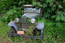 Old Ford truck in jungle on the slopes of Haleakala, with old Hawaiian licence plate, Maui, Hawaii.