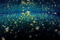 Millions of jellyfish (Mastigias papua, and the less common Aurelia sp.) reside in this land-locked body of salt water, known as "Jellyfish Lake", Palau, Micronesia.