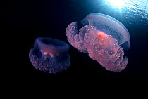 Pair of colourful jellyfish, Truk Lagoon, Micronesia.
