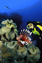 Diver with lionfish (Pterois volitans), Wakaya Island, Fiji.