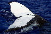 Tail fluke of a humpback whale (Megaptera novaeangliae), Hawaii.