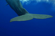 Tail of female sperm whale (Physeter macrocephalus), Hawaii.