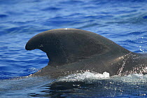 Close-up of dorsal fin of adult male short-finned pilot whale (Globicephala macrorhynchus), several miles off the Kona Coast of Hawaii.