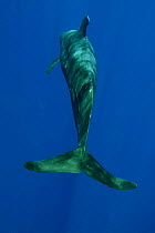 Tail of short-finned pilot whale (Globicephala macrorhynchus), Hawaii.