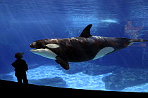 Young boy looking through glass at killer whale (Orcinus orca) at marine aquarium, captive, USA. FOR EDITORIAL USE ONLY