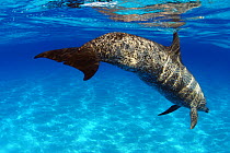 Mature Atlantic spotted dolphin (Stenella frontalis / plagiodon), Bahamas.