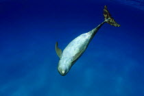 Atlantic bottlenose dolphin (Tursiops truncatus), pregnant, Bahamas.