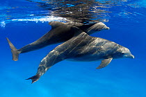 Pregnant Atlantic bottlenose dolphin, centre (Tursiops truncatus), with companion, Bahamas.