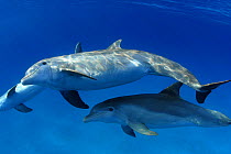 Pregnant Atlantic bottlenose dolphin, centre (Tursiops truncatus), with two companions, Bahamas.