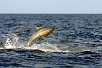 Spinner dolphin (Stenella longirostris) jumping, with circular scar from cookie cutter shark on underside and small remora fish attached beside wound, Hawaii.