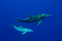 Rough-toothed dolphin (Steno bredanensis) adult and calf, Hawaii.