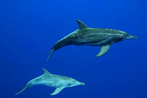 Rough-toothed dolphin (Steno bredanensis), adult and calf, Hawaii.