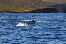 Blue marlin (Makaira mazara / nigricans) fighting with fishing line out of the water, with the island of Lanai in the background, Hawaii.